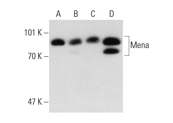 Mena (21): sc-135988. Western blot analysis of Mena expression in SW-13 (A), EGF treated A-431 (B), EGF treated MDA-MB-231 (C) and T98G (D) whole cell lysates.
