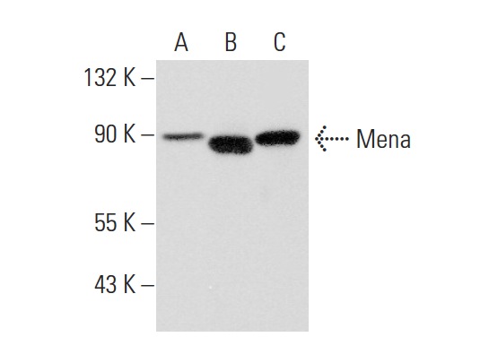 Mena (21): sc-135988. Western blot analysis of Mena expression in NCI-H460 (A), U-251-MG (B) and MCF7 (C) whole cell lysates.