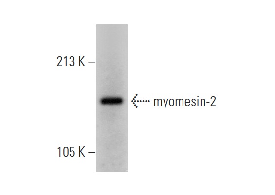 myomesin-2 (H-16): sc-30385. Western blot analysis of myomesin-2 expression in rat heart tissue extract.