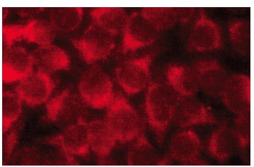 Myosin X (C-1): sc-166720. Immunofluorescence staining of methanol-fixed HeLa cells showing cytoplasmic localization.