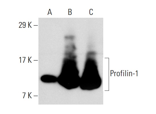 Profilin-1 (B-10): sc-137235. Western blot analysis of Profilin-1 expression in non-transfected: sc-110760 (A), human Profilin-1 transfected: sc-110512 (B) 293 whole cell lysates and human platelet extract (C).