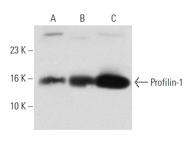 Profilin-1 (H-4): sc-137236. Western blot analysis of Profilin-1 expression in non-transfected: sc-110760 (A), human Profilin-1 transfected: sc-111317 (B) 293 whole cell lysates and human platelet extract (C).