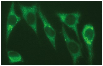 Profilin-1 (H-4): sc-137236. Immunofluorescence staining of methanol-fixed NIH/3T3 cells showing cytoplasmic localization.