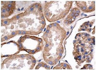spectrin α II (C-3): sc-48382. Immunoperoxidase staining of formalin fixed, paraffin-embedded human kidney tissue showing cytoplasmic and membrane staining of cells in glomeruli and tubules.