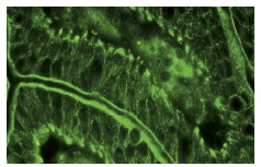 Vav (H-211): sc-7206. Immunofluorescence staining of normal mouse intestine frozen section showing membrane and cytoplasmic staining.