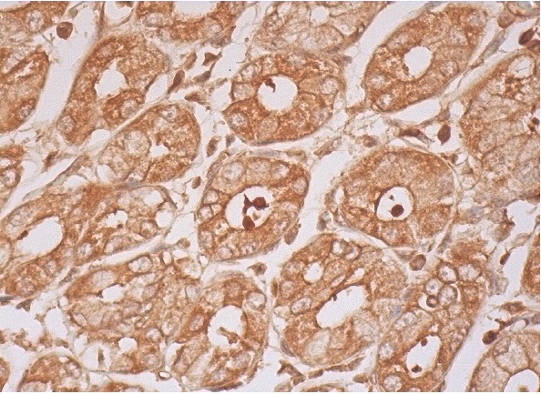 TCP-1 β (H-80): sc-28556. Immunoperoxidase staining of formalin fixed, paraffin-embedded human lower stomach tissue showing cytoplasmic and membrane staining of glandular cells.