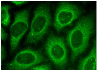 TCP-1 η (N-18): sc-13887. Immunofluorescence staining of methanol-fixed HeLa cells showing cytoplasmic localization.