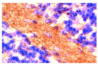 MBP (C-16): sc-13914. Immunoperoxidase staining of formalin fixed, paraffin-embedded mouse brain showing myelin staining.