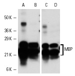 Western blot analysis of MBP isoform expression in rat (A,C) and mouse (B,D) brain extracts. Antibodies tested include MBP (C-16): sc-13914 (A,B) and MBP (D-18): sc-13912 (C, D).