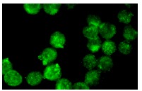 MBP (D-18): sc-13912. Immunofluorescence staining of methanol-fixed EOC 20 cells showing cytoplasmic localization.
