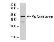 Vav (H-211): sc-7206. Western blot analysis of human recombinant Vav fusion protein