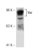 Vav (H-211): sc-7206. Western blot analysis of Vav expression in HL-60 whole cell lysate.