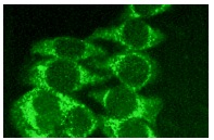 VASP (S-19): sc-1950. Immunofluorescence staining of methanol-fixed HeLa cells showing cytoplasmic staining.