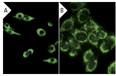 Vimentin (S-20): sc-7558. Immunofluorescence staining of methanol-fixed KNRK cells showing cytoskeletal localization using indirect FITC (A) staining and HeLa cells using direct Alexa Fluor 488 (B) staining.