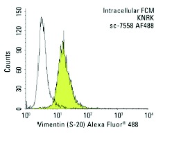 Vimentin (S-20) Alexa Fluor 488: sc-7558 AF488. Intracellular FCM analysis of fixed and permeabilized KNRK cells. Black line histogram represents the isotype control, normal goat IgG: sc-45067.