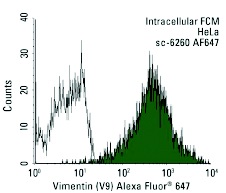 Vimentin (V9) Alexa Fluor 647: sc-6260 AF647. Intracellular FCM analysis of fixed and permeabilized HeLa cells. Black line histogram represents the isotype control, normal mouse IgG<sub>1</sub>: sc-24636.