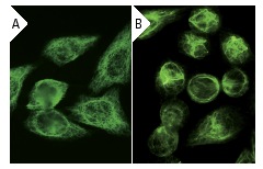Vimentin (V9): sc-6260.Immunofluorescence staining of methanol-fixed HeLa cells showing cytoskeletal localization using indirect FITC (A) staining and direct Alexa Fluor 488 (B) staining.