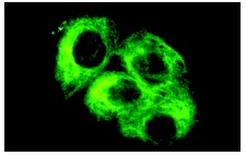 Vimentin (C-20): sc-7557. Immunofluorescence staining of methanol-fixed A10 cells showing cytoplasmic localization.