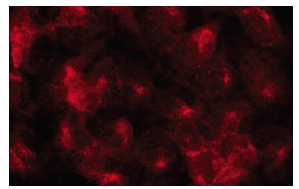 FAM109A (C-14): sc-136676. Immunofluorescence staining of methanol-fixed HeLa cells showing membrane localization.