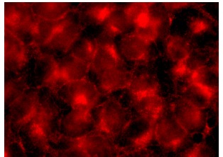 goat anti-rabbit IgG-PE: sc-3739. Immunofluorescence staining of methanol-fixed HeLa cells showing membrane localization. Antibody tested: FAM109A (C-14): sc-136676.