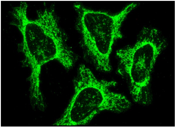 MFF (T-14): sc-168593. Immunofluorescence staining of methanol-fixed HeLa cells showing mitochondrial localization.