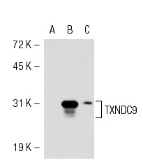 TXNDC9 (39-R): sc-100599. Western blot analysis of TXNDC9 expression in non-transfected 293T: sc-117752 (A), mouse TXNDC9 transfected 293T: sc-124386 (B) and K-562 (C) whole cell lysates.