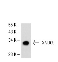TXNDC9 (39-R): sc-100599. Western blot analysis of TXNDC9 expression in K-562 whole cell lysate.