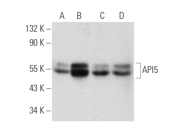 API5 (E-12): sc-374528. Western blot analysis of API5 expression in HeLa (A), NTERA-2 cl.D1 (B), U-698-M (C) and K-562 (D) whole cell lysates.