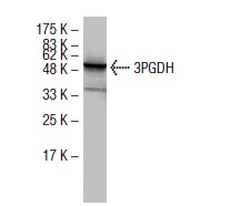3PGDH (6B2): sc-100317. Western blot analysis of 3PGDH expression in Jurkat whole cell lysate.