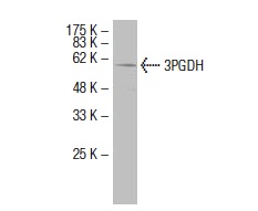 3PGDH (6B2): sc-100317. Western blot analysis of 3PGDH expression in human liver tissue extract.