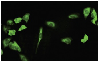 3PGDH (6B2): sc-100317. Immunofluorescence staining of paraformaldehyde-fixed HeLa cells showing cytoplasmic localization.