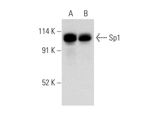 Sp1 (H-225): sc-14027. Western blot analysis of Sp1 expression in K-562 (A) and HeLa (B) nuclear extracts.