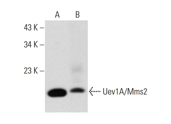 Uev1A/Mms2 (F-11): sc-377337. Western blot analysis of Uev1A/Mms2 expression in CCRF-CEM whole cell lysate (A) and human pancreas tissue extract (B).