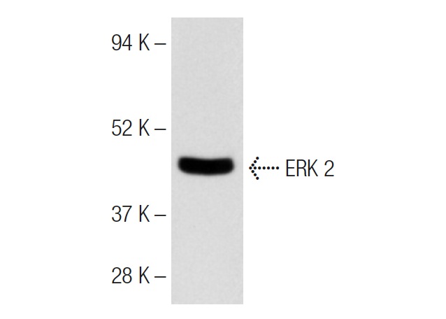 goat anti-mouse IgG<sub>2b</sub>-HRP: sc-2971. Western blot analysis of ERK 2 expression in NIH/3T3 whole cell lysate. Antibody tested: ERK 2 (D-2): sc-1647.