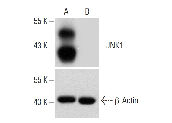 JNK1 HDR Plasmid (h): sc-400048-HDR. Western blot analysis of JNK1 expression in non-transfected control (A) and puromycin, JNK1 CRISPR/Cas9 KO Plasmid: sc-400048 plus JNK1 HDR Plasmid co-transfected (B) HEK 293T whole cell lysates. Blot probed with JNK1 (D-6): sc-137018. β-Actin (C4): sc-47778 used as specificity and loading control.