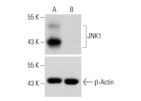 JNK1 HDR Plasmid (h): sc-400048-HDR. Western blot analysis of JNK1 expression in non-transfected control(A) and puromycin, JNK1 CRISPR/Cas9 KO Plasmid: sc-400048 plus JNK1 HDR Plasmid co-transfected (B) HEK 293T whole cell lysates. Blot probed with JNK1 (F-3): sc-1648. β-Actin (C4): sc-47778 used as specificity and loading control.