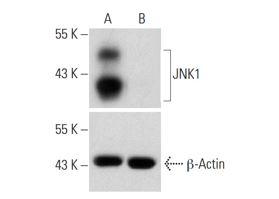 JNK1 HDR Plasmid (h): sc-400048-HDR. Western blot analysis of JNK1 expression in non-transfected control (A) and puromycin, JNK1 CRISPR/Cas9 KO Plasmid: sc-400048 plus JNK1 HDR Plasmid co-transfected (B) HEK 293T whole cell lysates. Blot probed with JNK1 (G-4): sc-398989. β-Actin (C4): sc-47778 used as specificity and loading control.