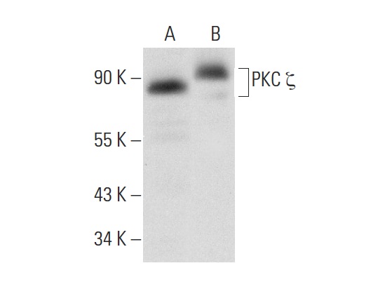 PKC ζ (C-20): sc-216. Western blot analysis of PKC ζ expression in Neuro-2A (A) and PC-12 (B) whole cell lysates.