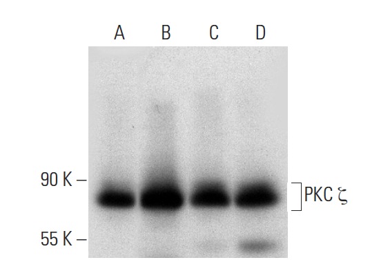 PKC ζ (H-1): sc-17781. Western blot analysis of PKC ζ expression in NIH/3T3 (A), A-431 (B), PC-12 (C) and Neuro-2A (D) whole cell lysates.