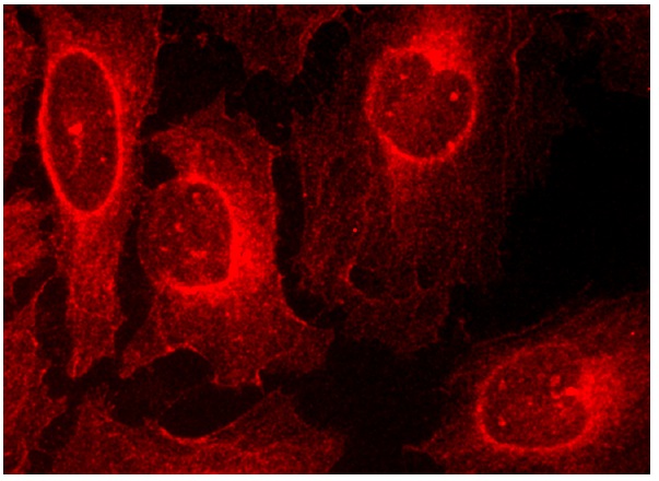 LITAF (FL-161): sc-66945. Immunofluorescence staining of methanol-fixed HeLa cells showing cytoplasmic and membrane localization.
