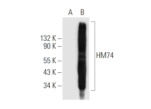 HM74 (D-8): sc-377292. Western blot analysis of HM74 expression in non-transfected: sc-117752 (A) and human HM74 transfected: sc-112151 (B) 293T whole cell lysates.