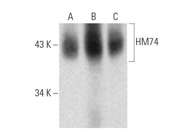HM74 (D-8): sc-377292. Western blot analysis of HM74 expression in human adipose tissue (A), human spleen (B) and human skin (C) tissue extracts.