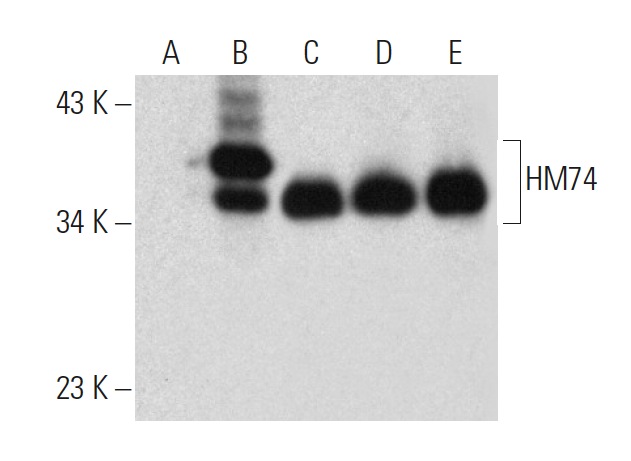 HM74 (D-8): sc-377292. Western blot analysis of HM74 expression in non-transfected 293T: sc-117752 (A), human HM74 transfected 293T: sc-112381 (B), RAW 264.7 (C), L929 (D) and Hep G2 (E) whole cell lysates.
