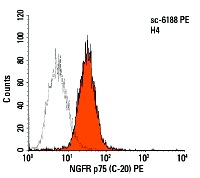 NGFR p75 (C-20) PE: sc-6188 PE. Intracellular FCM analysis of fixed and permeabilized H4 cells. Black line histogram represents the isotype control, normal goat IgG: sc-3992.