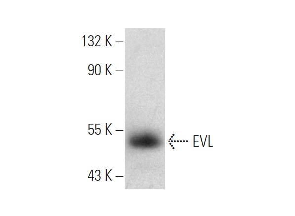 EVL (B-1): sc-376943. Western blot analysis of EVL expression in NK-92 whole cell lysate.