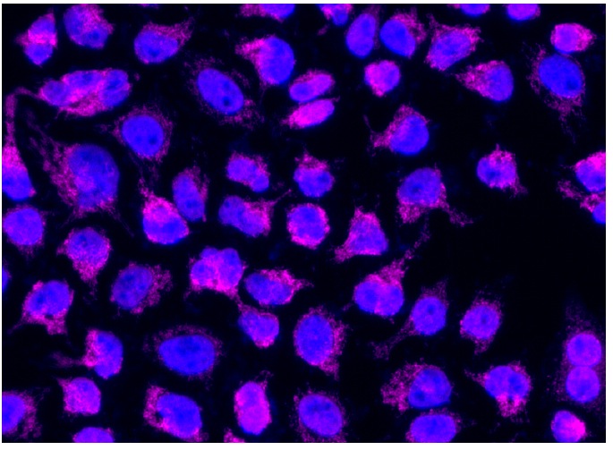 donkey anti-goat IgG-CFL 647: sc-362285. Immunofluorescence staining of formalin-fixed HeLa cells showing mitochondrial localization and nuclear DAPI counter-stain. Antibody tested: HSP 60 (K-19): sc-1722. Donkey anti-goat IgG was conjugated to CruzFluor™ 647 succinimidyl ester: sc-362620. Kindly provided by Yang Xiang, Ph.D., Division of Newborn Medicine, Boston Childrens Hospital, Cell Biology Department, Harvard Medical School.