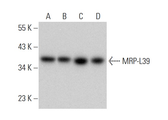 MRP-L39 (F-10): sc-271743. Western blot analysis of MRP-L39 expression in NTERA-2 cl.D1 (A), HEK293T (B), RT-4 (C) and MOLT-4 (D) whole cell lysates.