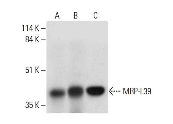 MRP-L39 (F-10): sc-271743. Western blot analysis of MRP-L39 expression in NTERA-2 cl.D1 (A), HEK293T (B) and RT-4 (C) whole cell lysates.