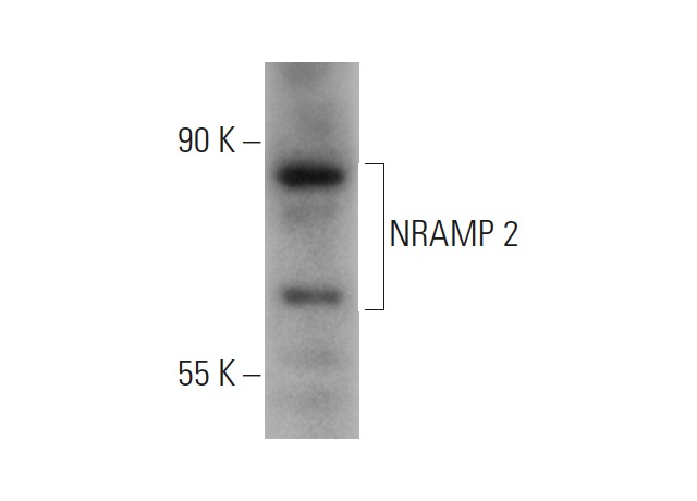 NRAMP 2 (G-5): sc-166884. Western blot analysis of NRAMP 2 expression in PANC-1 whole cell lysate.