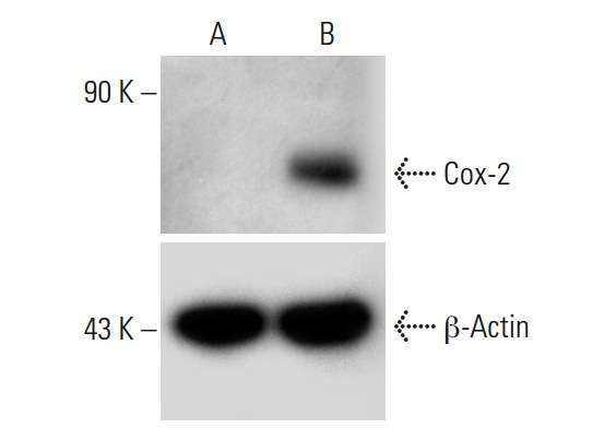 Cox-2 CRISPR Activation Plasmid (h):sc-400072. Western blot analysis of Cox-2 expression in non-transfected control (A) and Cox-2 CRISPR Activation Plasmid transfected (B) HEK293T whole cell lysates. Blot probed with Cox-2 (29): sc-19999. β-actin (C4): sc-47778 used as specificity and loading control.